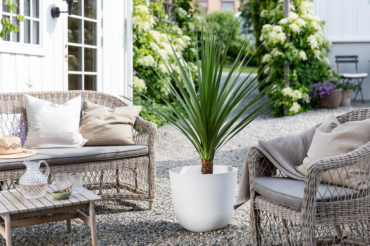 Dracaena indivisa palme